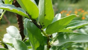 Zastosuj herbatkę tymiankową na mszyce. Pospadają z bobu, kopru i drzewek owocowych