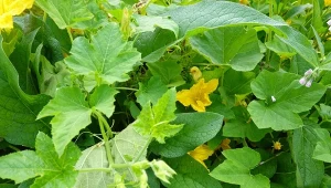 Regularny oprysk z sody oczyszczonej podnosi odporność ogórków na choroby grzybowe.