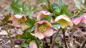 Posadź ciemierniki w ten sposób. Szybko się przyjmą i rozrosną.