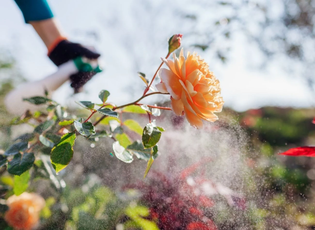Zamiast sięgać po chemiczne opryski na mszyce, warto wypróbować domowe, naturalne specyfiki, które nie niszczą roślin