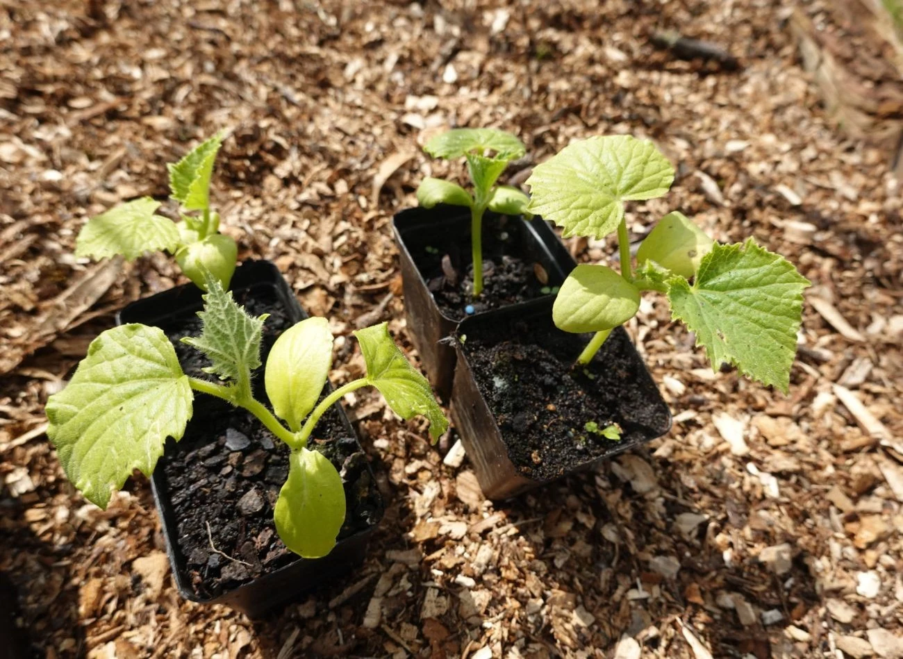 Pierwszy oprysk z sody oczyszczonej należy wykonać tuż po posadzeniu ogórków do gruntu