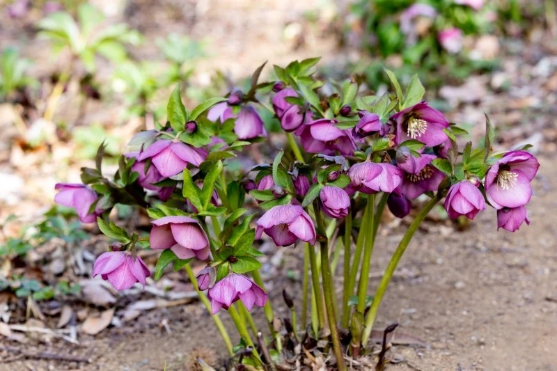 Przed sadzeniem ciemierników należy wybrać odpowiednie stanowisko
