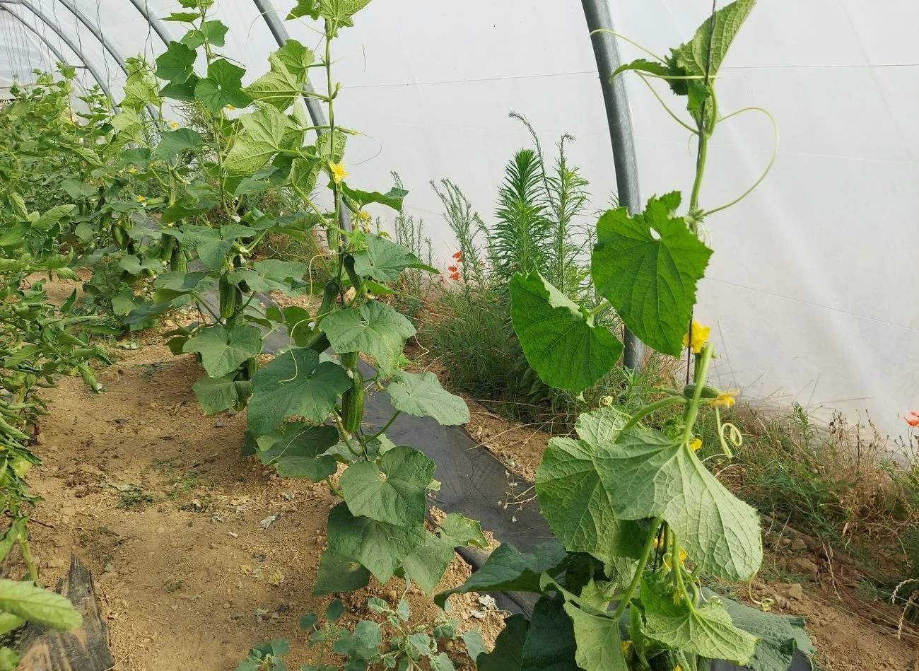 Soda oczyszczona jako oprysk w uprawie ogórków powinna być stosowana regularnie