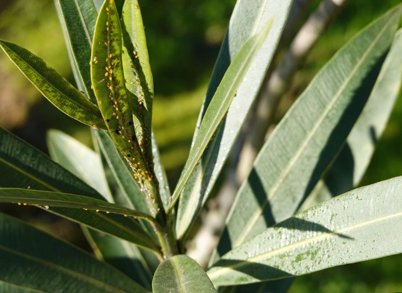 Herbatka tymiankowa to stary, sprawdzony sposób na skuteczne pozbycie się mszyc