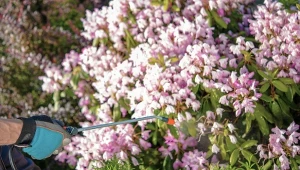 Odkomarzanie to proces polegający na wykorzystaniu najlepszych środków do wyeliminowania natrętnych owadów. Czy odkomarzanie jest skuteczne? Według firm oferujących usługę zapewnia ochronę nawet na 12 tygodni.