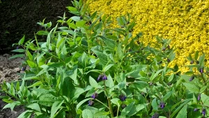 Żywokosty warto mieć w ogrodzie, by móc robić z nich nawozy.