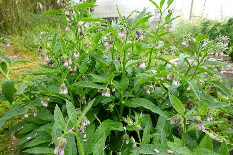 W ogrodzie możemy uprawiać żywokost lekarski, rosyjski i inne ozdobne gatunki