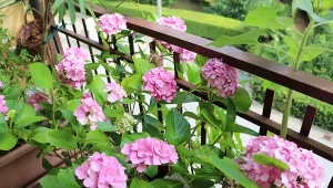 Uprawa hortensji w donicy może sprawiać trudności.