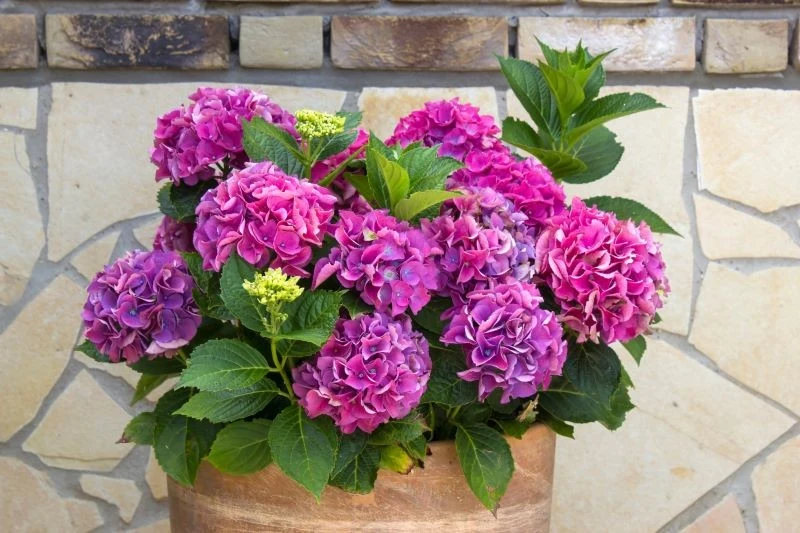 Hortensje w donicach nie wybaczają błędów pielęgnacyjnych równie łatwo, co krzewy rosnące w ogrodzie