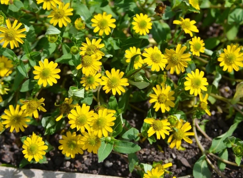 Sanwitalia rozesłana jest uprawiana jako roślina jednoroczna na balkon lub do ogrodu