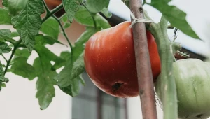 Uprawa pomidorów bez wspomagania chemicznymi środkami jest możliwa. Trzeba się skupić na naturalnych wspomagaczach.