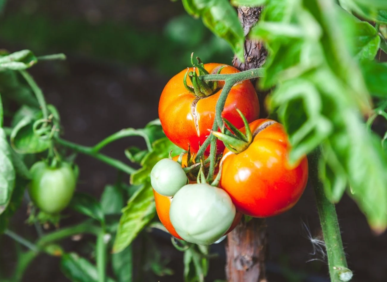 Ważnym aspektem w uprawie pomidorów jest podlewanie
