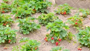 Majowe nawożenie truskawek decyduje o ich smaku.