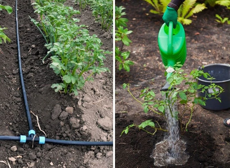 Podlewanie roślin na grządkach wymaga złożonego systemu, który zapewni wilgotność podłoża całej uprawie