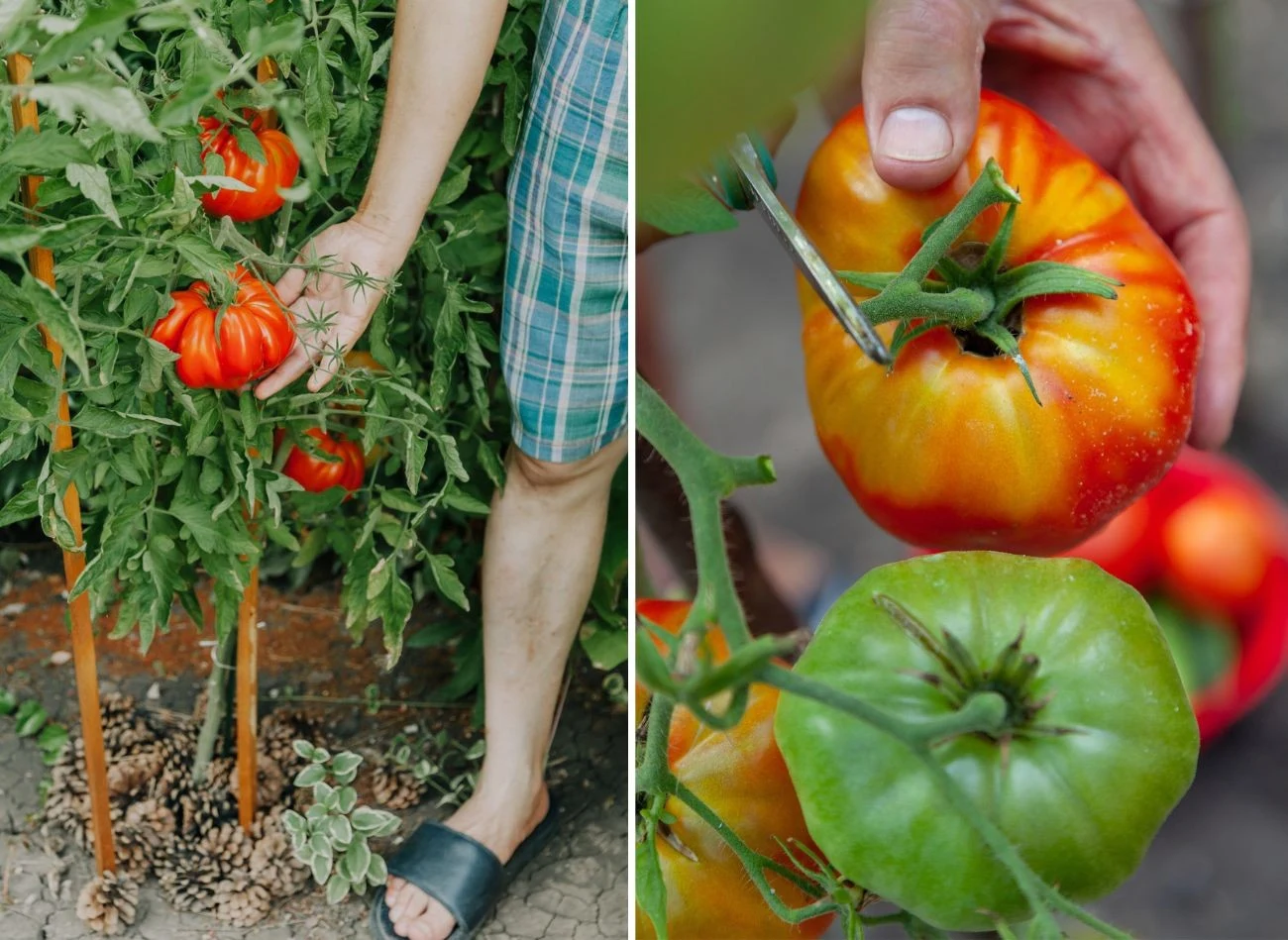 Chcesz mieć w ogrodzie duże, soczyste i zdrowe pomidory