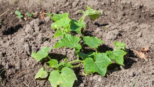 Planujesz uprawiać ogórki? Sprawdź, jakie nasiona są najlepsze do siewu.