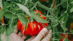 To jakie będą plony pomidorów, zależy również od sposobu ich posadzenia.