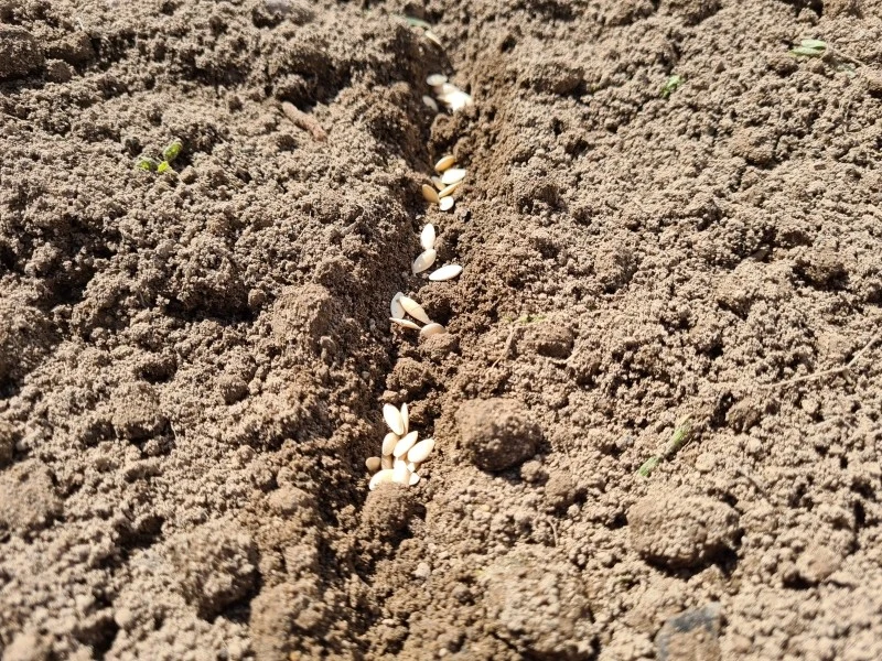 Sukces w uprawie ogórków zależy m