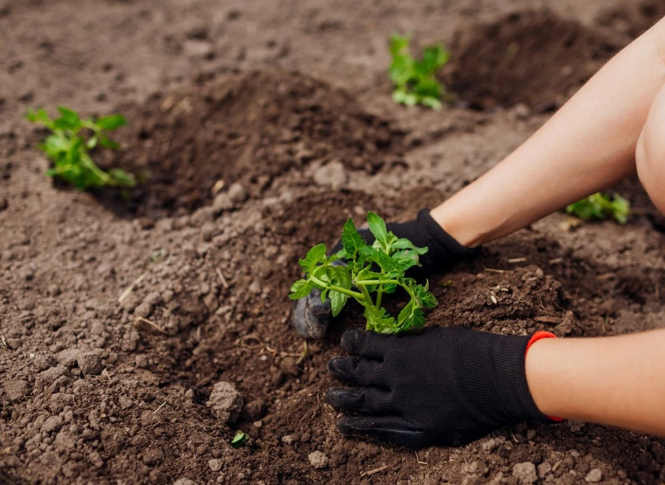 Optymalną odległością pomiędzy dołkami podczas sadzenia pomidorów jest 50 cm