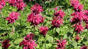 Pysznogłówka to roślina o oryginalnym kwiatostanie i zapachu, który przypomina aromat pomarańczy bergamoty.