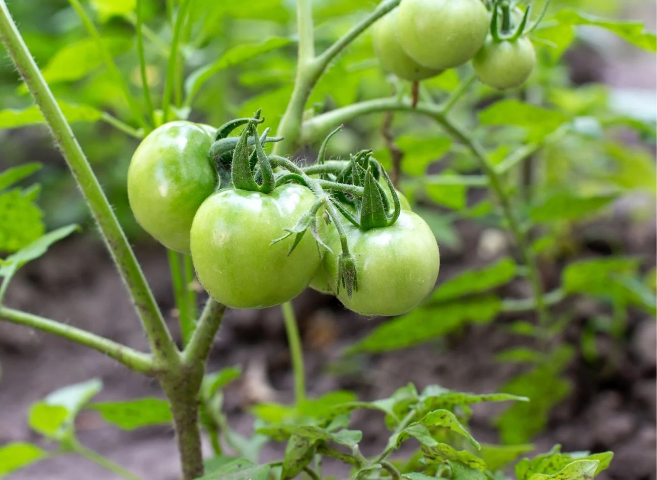 Doświadczeni ogrodnicy wiedzą, że pomidory trzeba nawozić już podczas sadzenia