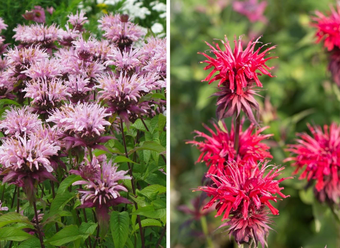 Kwiaty bergamoty wyglądają jak wyglądają jak barwne korony czy płomienie