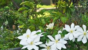 Zastanawiasz się, jak rozmnażać powojniki? Angielscy ogrodnicy podpowiadają dwie, proste metody - wyhoduj własne sadzonki, jak z najlepszego ogrodnictwa.