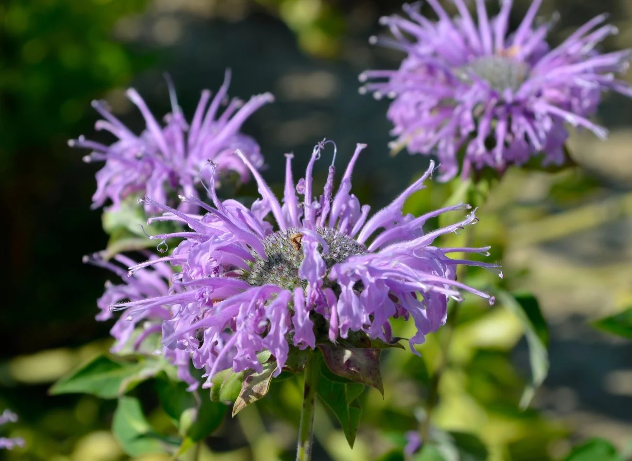 Pysznogłówka nie jest wymagającą w uprawie rośliną, oprócz walorów estetycznych ma również lecznicze