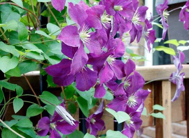 Powojniki rosną szybko, ich pędy rosną od kilkudziesięciu centymetrów do nawet kilku metrów w zależności od odmiany, a dekoracyjny efekt i prostota...