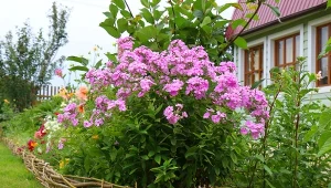 Podpowiadamy, jakie byliny lubią przesadzanie.