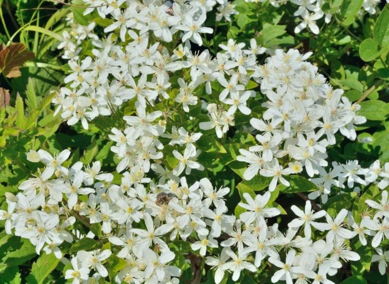 Wśród wielu kolorowych odmian powojników te śnieżnobiałe okazy wprowadzają świeżość do ogrodu, subtelnie rozświetlając rozmaite jego zakątki