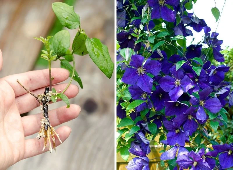 Rozmnażanie powojników poprzez pozyskiwanie sadzonek z roślin, które rosną u ciebie w ogrodzie to najprostsza metoda, a przy tym skuteczna