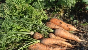 Aby marchewka zdrowo rosła, warto zapewnić jej ochronę przed groźnymi chorobami.