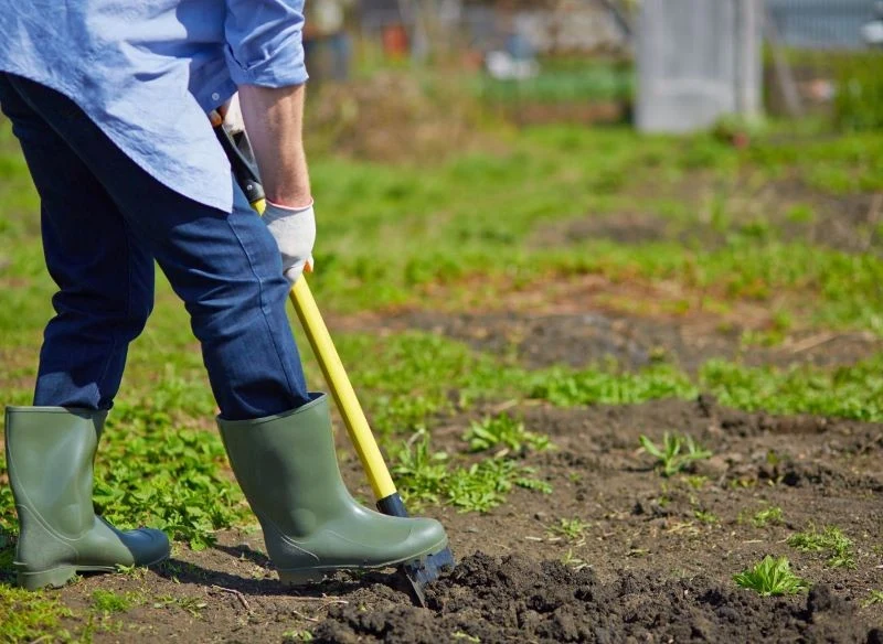 Zanim przesadzimy bylinę, przygotujmy dla niej nowe stanowisko