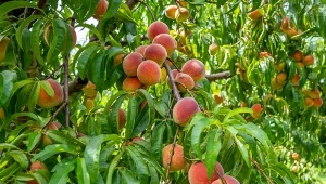 Sprawdź, kiedy pryskać brzoskwinie, aby ochronić je przed groźnymi chorobami i uzyskać dorodne plony.