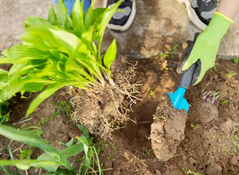Roślinę wykopujmy z ostrożnością, aby nie uszkodzić korzeni