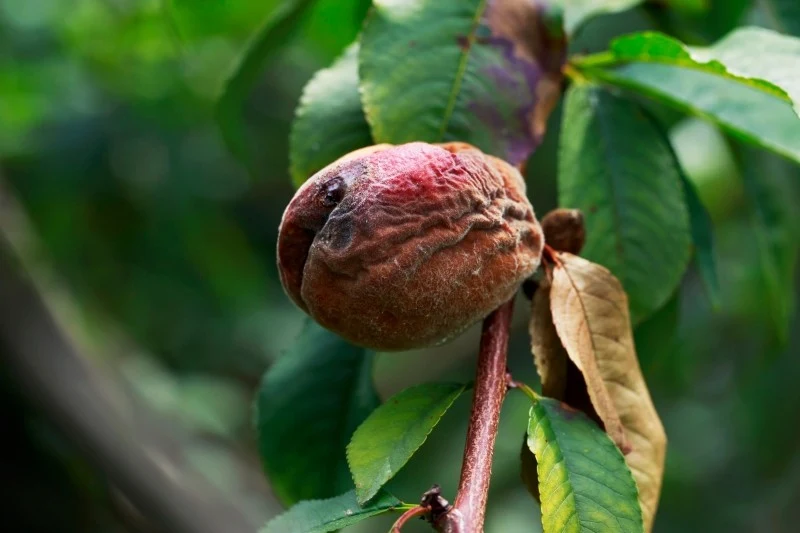 Choroby brzoskwini przyczyniają się do zmniejszenia plonów, a nawet obumarcia drzew