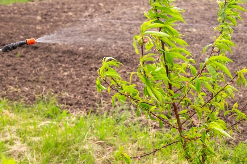 Opryski brzoskwinie należy przeprowadzić w odpowiednim terminie