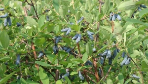 Przy planowaniu ogrodu warto rozważyć, co posadzić obok jagody kamczackiej. Źle dobrane sąsiedztwo może odebrać ci szansę na dorodne, smakowite owoce.