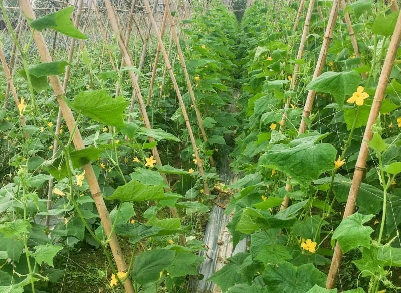 Prowadzenie ogórków pionowo po podporach w kształcie A, jak na zdjęciu, pozwala na długie rzędy upraw, jednak w małym ogrodzie lepszym rozwiązaniem...