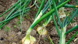 Sprawdź, czym podlewać cebule, żeby dobrze rosły.