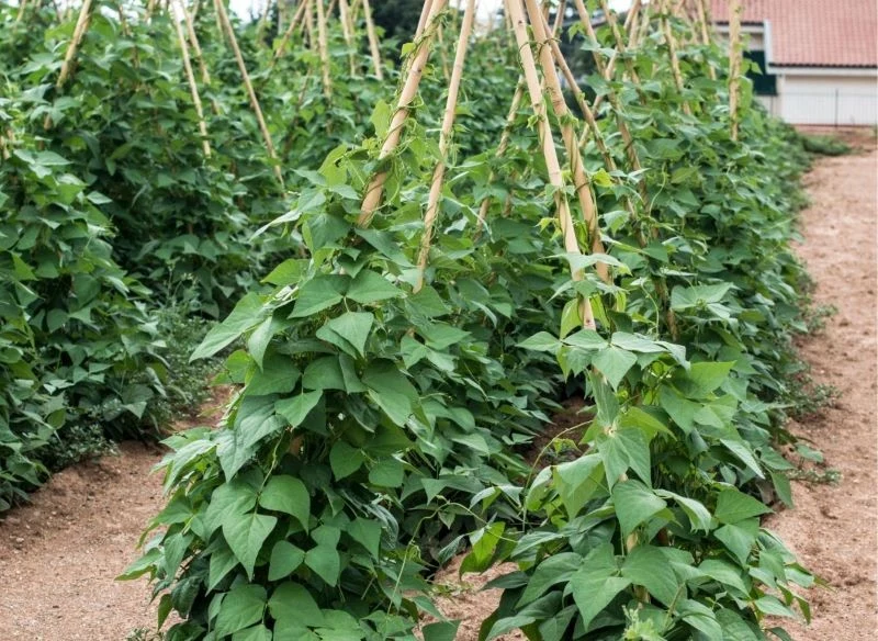 Na solidnych, stożkowych podporach wyrosną nie tylko ogórki, doskonale pną się po nich również fasola czy np