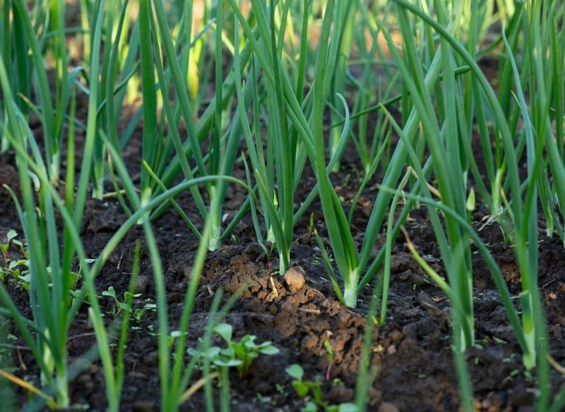 Podstawą pielęgnacji cebuli jest podlewanie i nawożenie