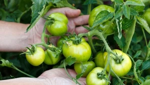 Poznaj najlepszą metodę sadzenia pomidorów, która sprawi, że plony będą obfite i zdrowe.