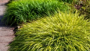 Hakonechloa – trawa bambusowa do cienia rośnie w olbrzymich kępach, jeśli tylko pozwolisz jej na swobodne rozkrzewienie. To ciekawa dekoracja zacienionej przestrzeni.