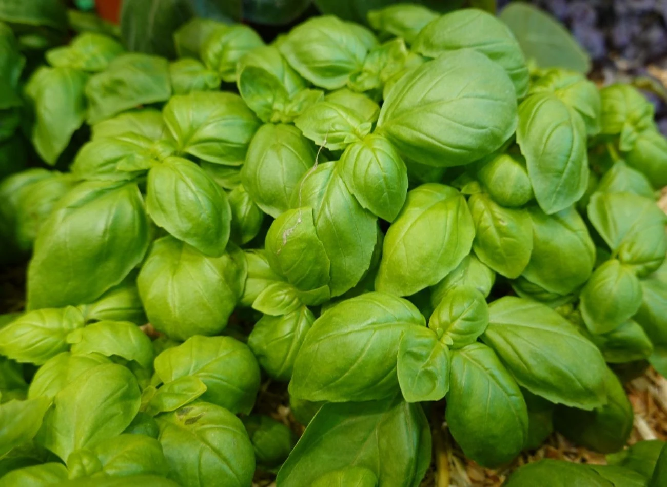 Bazyli zielona to najbardziej znana i najczęściej uprawiana odmiana