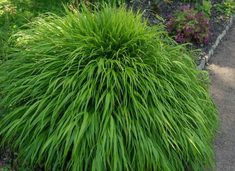 Japońskie trawy zachowują równy pokrój i utrzymują swoją kulistą formę w naturalny sposób