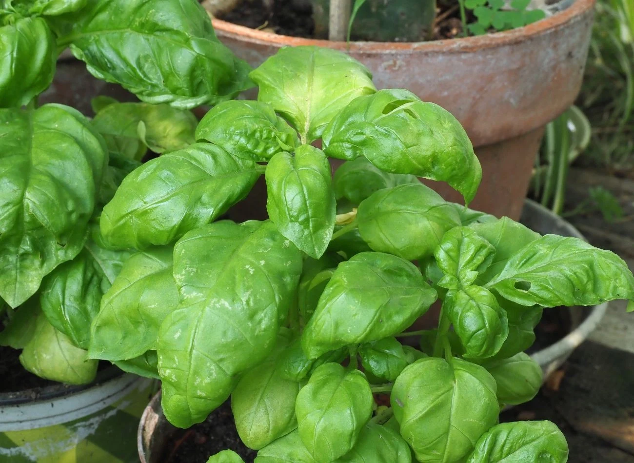 Jeśli nie mamy miejsca w ogrodzie, bazylię z powodzeniem można uprawiać w donicach