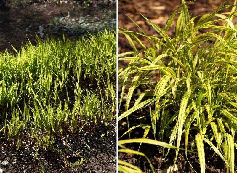 Dopiero co posadzona, japońska trawa bambusowa wygląda bardzo niepozornie
