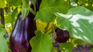 Bakłażan to ciepłolubne warzywo, które z powodzeniem można uprawiać w ogrodzie.